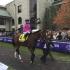 The Breeders Cup Filly & Mare Sprint: La Verdad